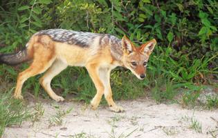 Thumbnail Placeholder